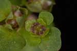 American golden saxifrage